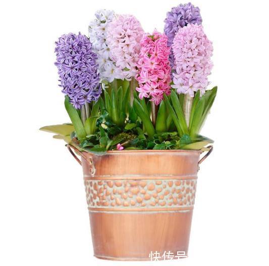 媳妇在家养盆栽风信子，花谢后这样处理，来年依旧花开灿烂