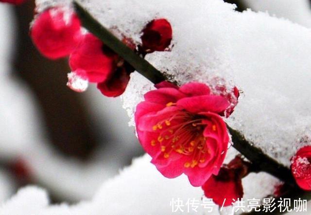 写景词#陆游最经典的写景词,全篇无一梅字,却句句描写梅花
