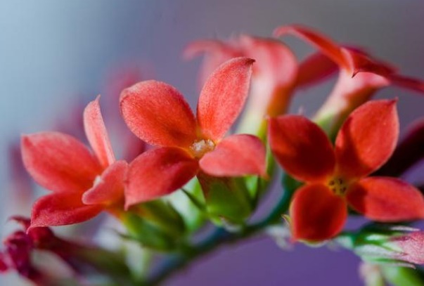 此花有“寿星花”的美称，花语是福寿吉庆，寓意长命百岁！