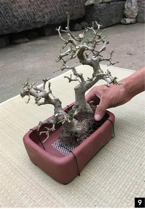 双干式盆景不一定要连体，两株对节白蜡即能成双杆，要不试试？