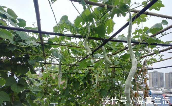 种菜|别人养花,她却种一楼顶菜,多得吃不完都送邻居了
