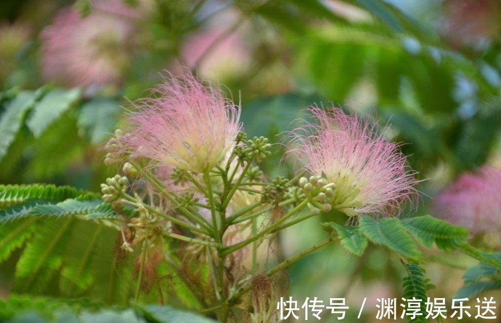 象征|此花昼开夜合,是夫妻关系和睦的象征,还能够起到安神的作用