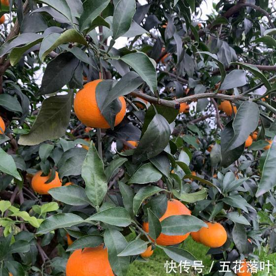 到底|到底多好吃的橙子,才配叫果冻橙