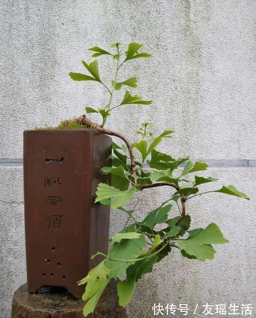 盆栽|4个方法,让盆栽银杏变成矮、胖、矬,好看又值钱