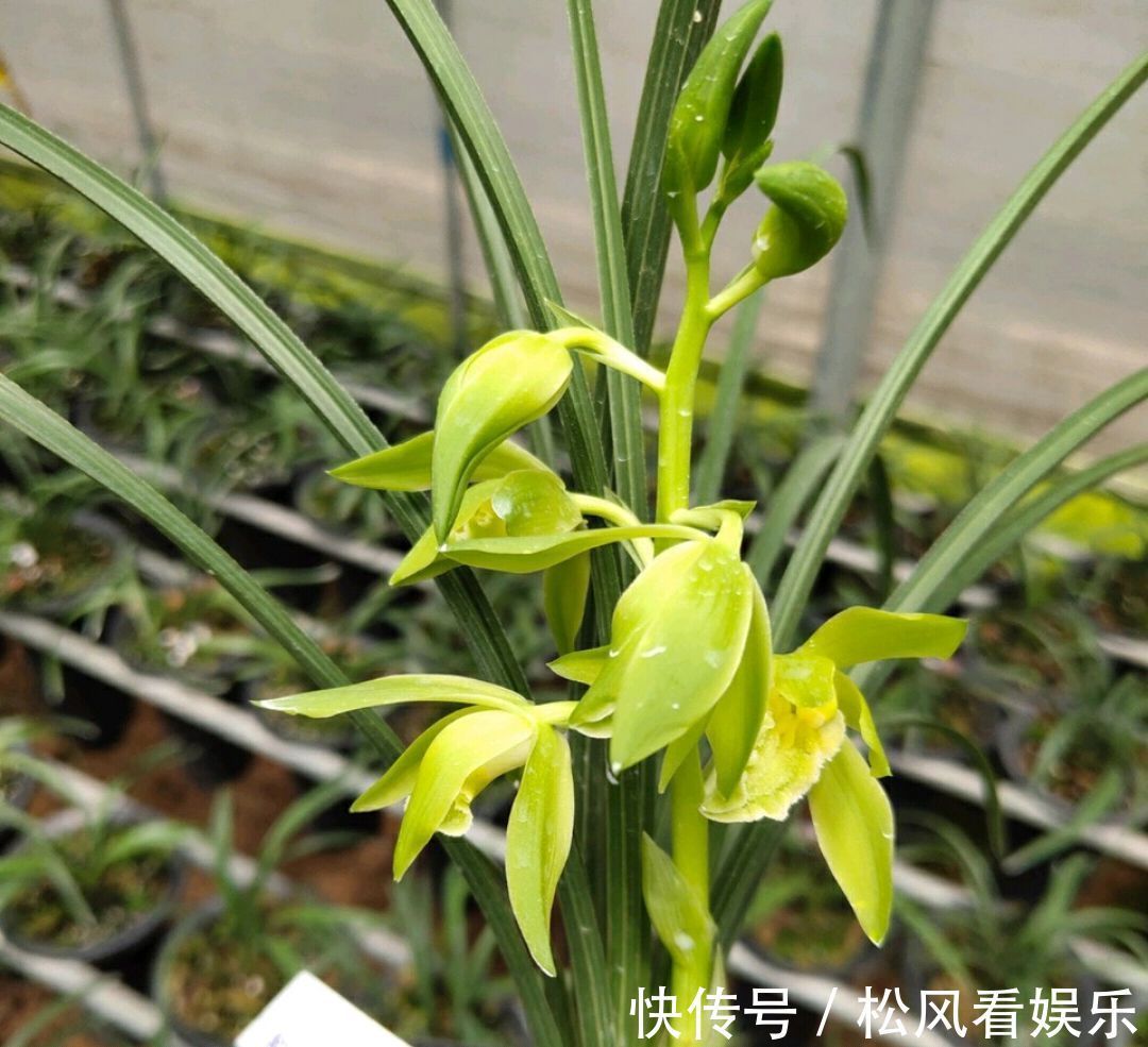 养兰花要注意秋老虎,一不小心根部就发黑,发黑原因和解决方法