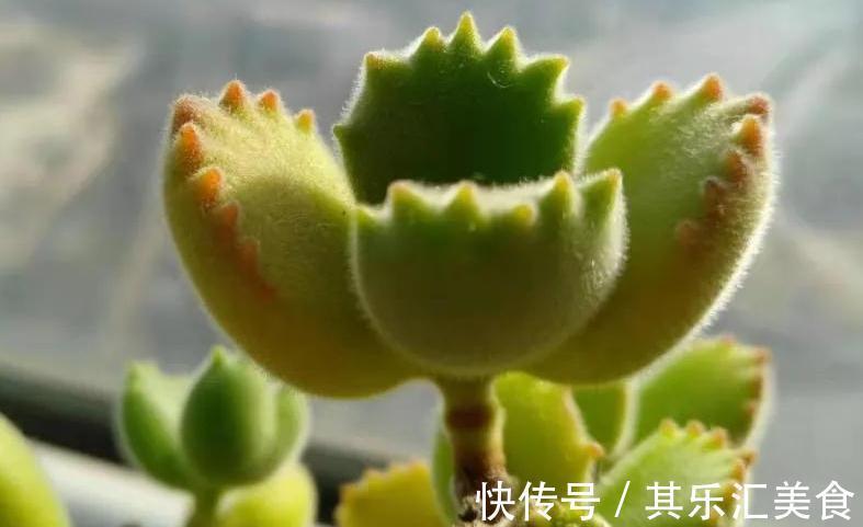 低温|萌宠的熊童子冬天养护这些一定要注意,否则掉叶枯黄没商量