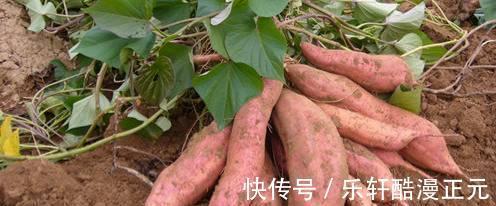 板栗|秋季健脾很重要,分享八种健脾的食物,多吃它们,顺利过秋季