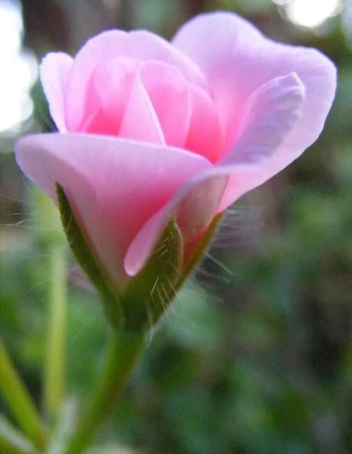 什么花最好看？