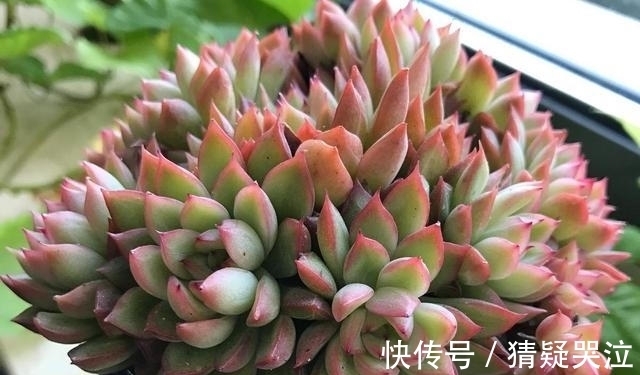 多肉植物中的爆盆之王女雏,人称小荷花,出了状态美得令人陶醉