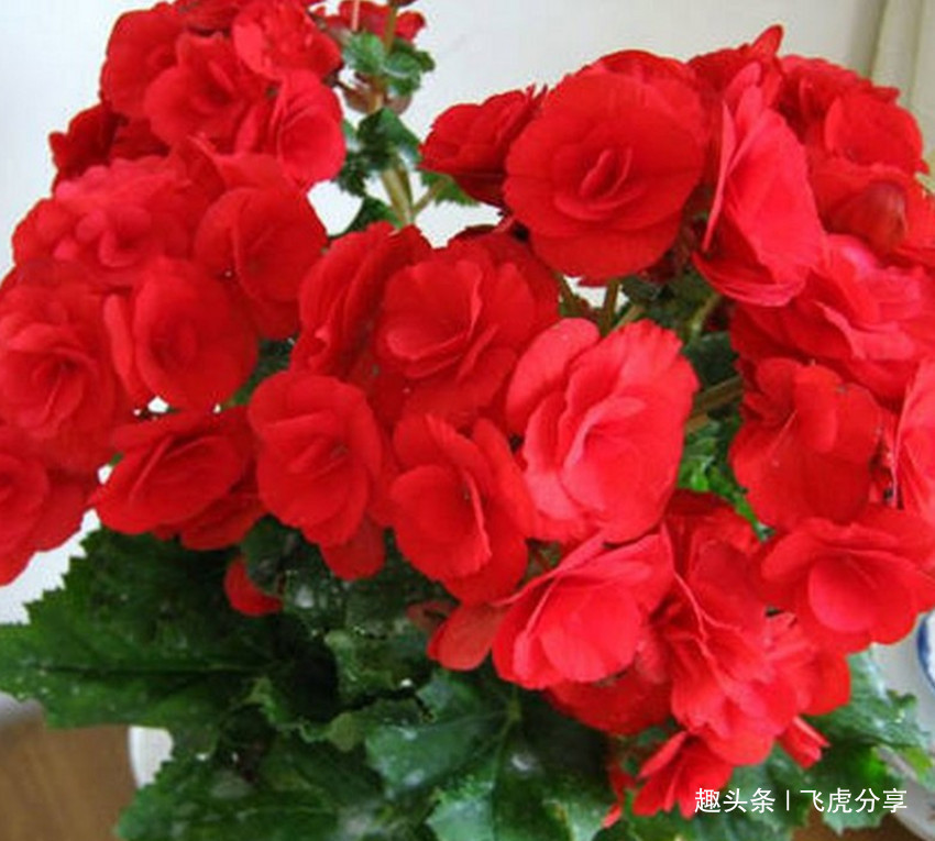 新买回来的花卉要想把它养好,按三个方法去做,不然难养活