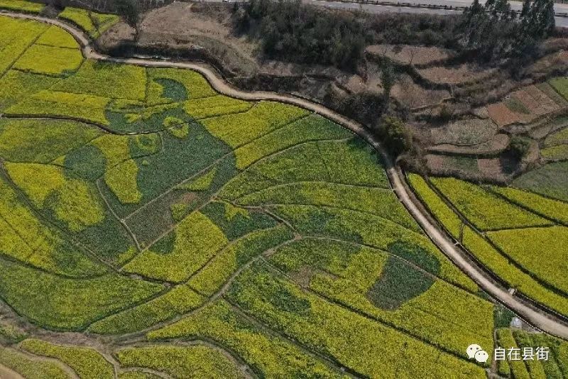 遍地金黄，山口村的油菜花开了，美到犯规！