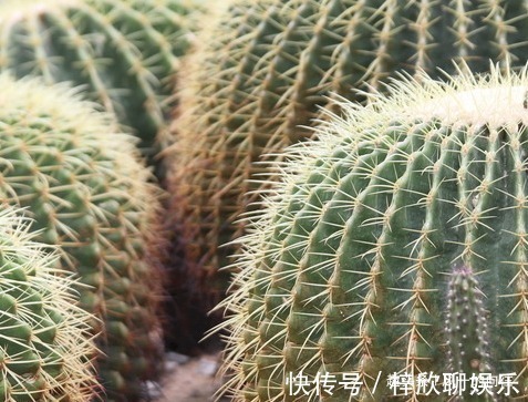 这3种绿植好看又耐活,寓意“招财接福”,养在家里还能“镇宅”