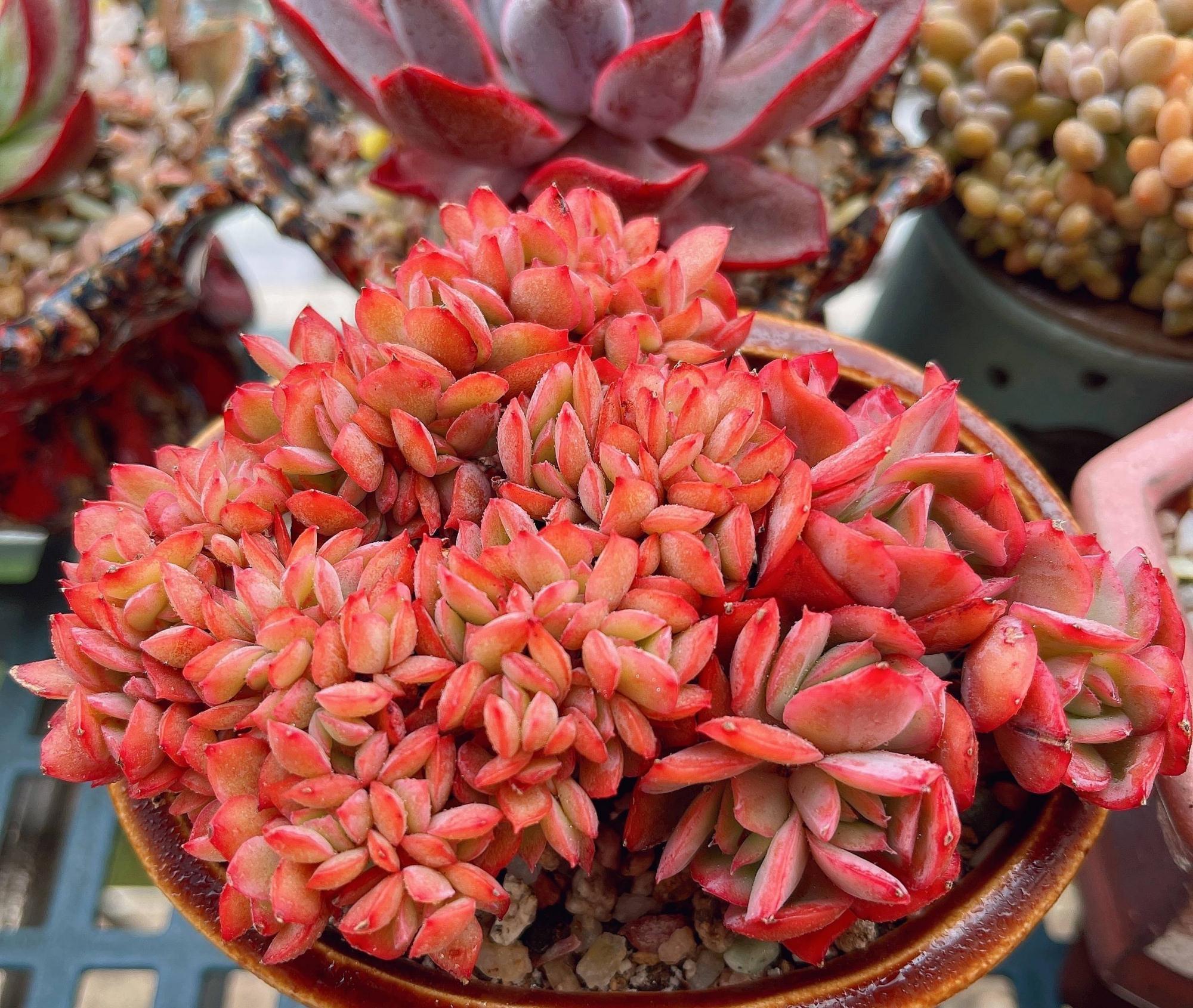 多肉植物|养多肉,有一点很关键,枝叶茁壮变老桩,颜色状态都很赞