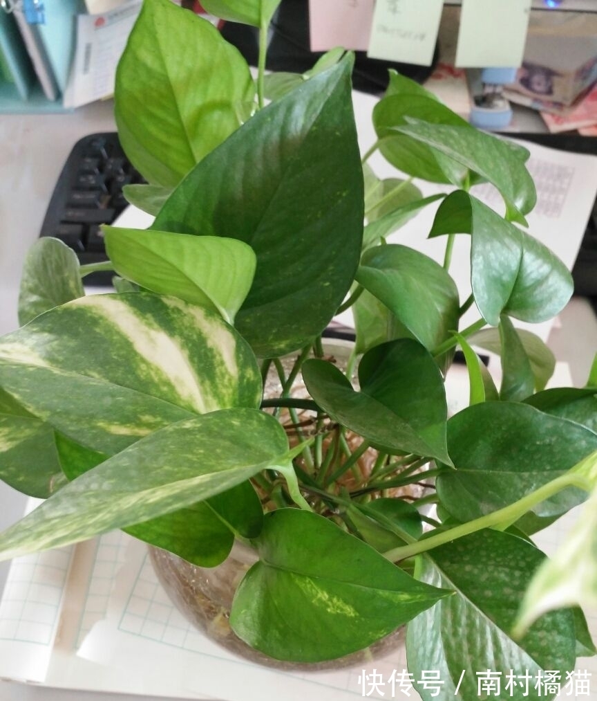 家里养盆“干净花”,一年四季不招虫,开花也多