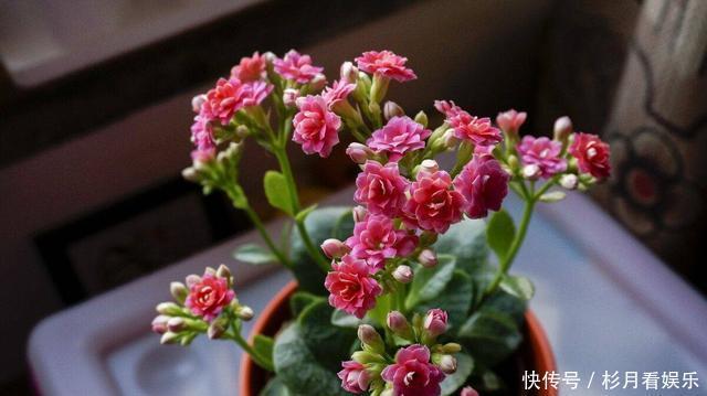 长寿花|长寿花“长寿”，这几点不注意，照样掉叶子整棵死翘翘