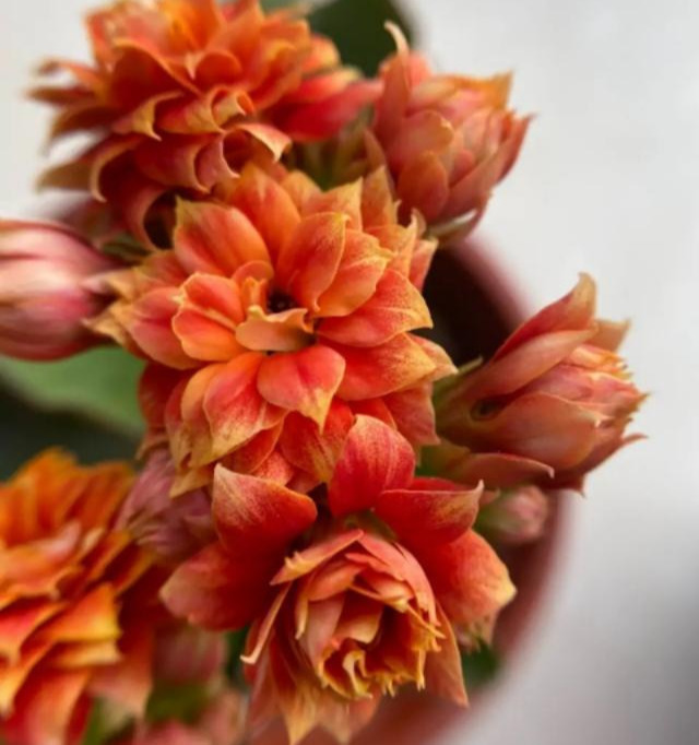 品种|75个长寿花品种,一个比一个美,一起来认识一下吧!