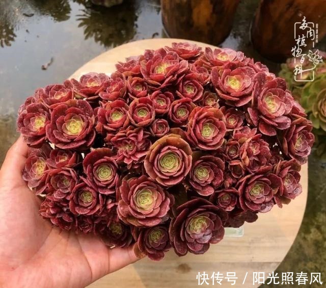 多肉法师欣赏在最美法师季,法师丛中一定住着小天使!