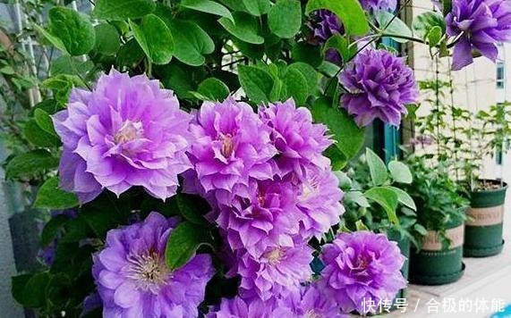 她在小院子里种了一种花,开花独特又漂亮,路人都说“头回见”!