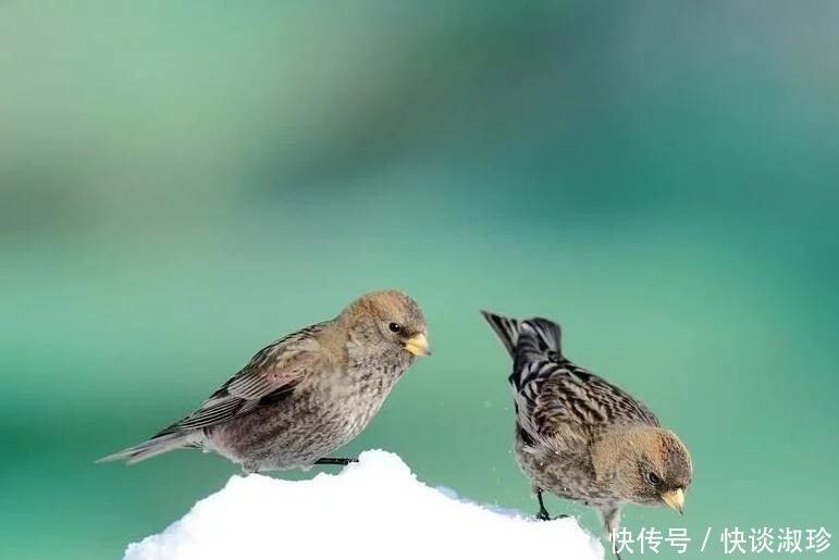 相伴|新疆高山岭雀，与雪相伴，美极啦！