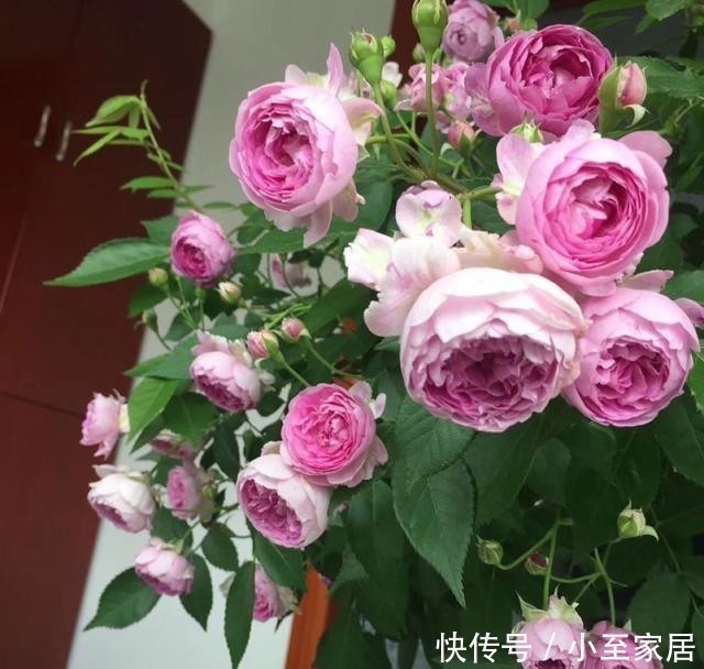 香气|3种有趣的“月季花”,不仅勤花,还带有香气,花开不停