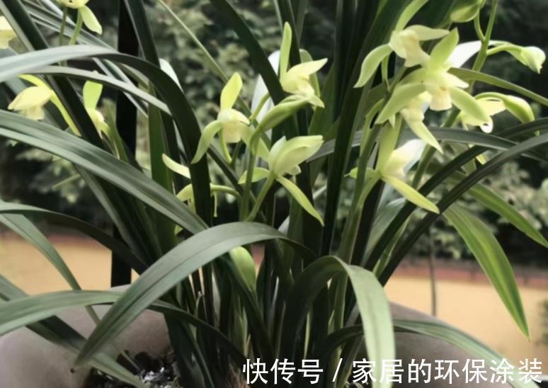 秋天养兰花，两个动作催一催，新芽花芽一起长，清香淡雅