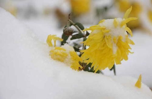 南宋&宋代很难超越的咏菊诗,其中一个千古名句大气磅礴,值得一读再读