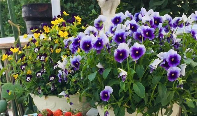 煤渣|养花不烂根，捡来小东西垫在盆底，叶绿根壮猛开花