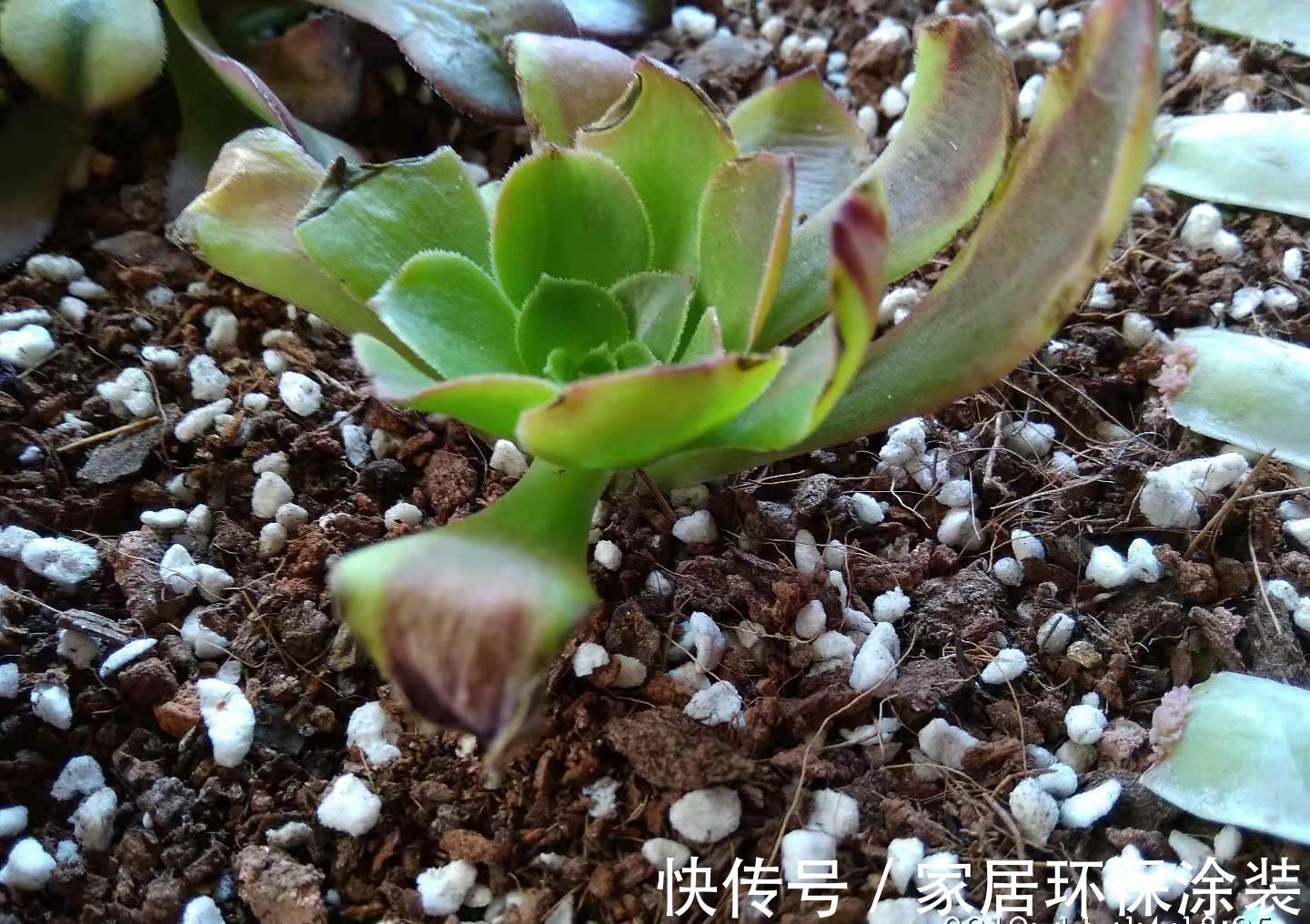 小苗|多肉欧佳丽法师太贵?秋天可以入手小苗,照我的方法养活没啥问题