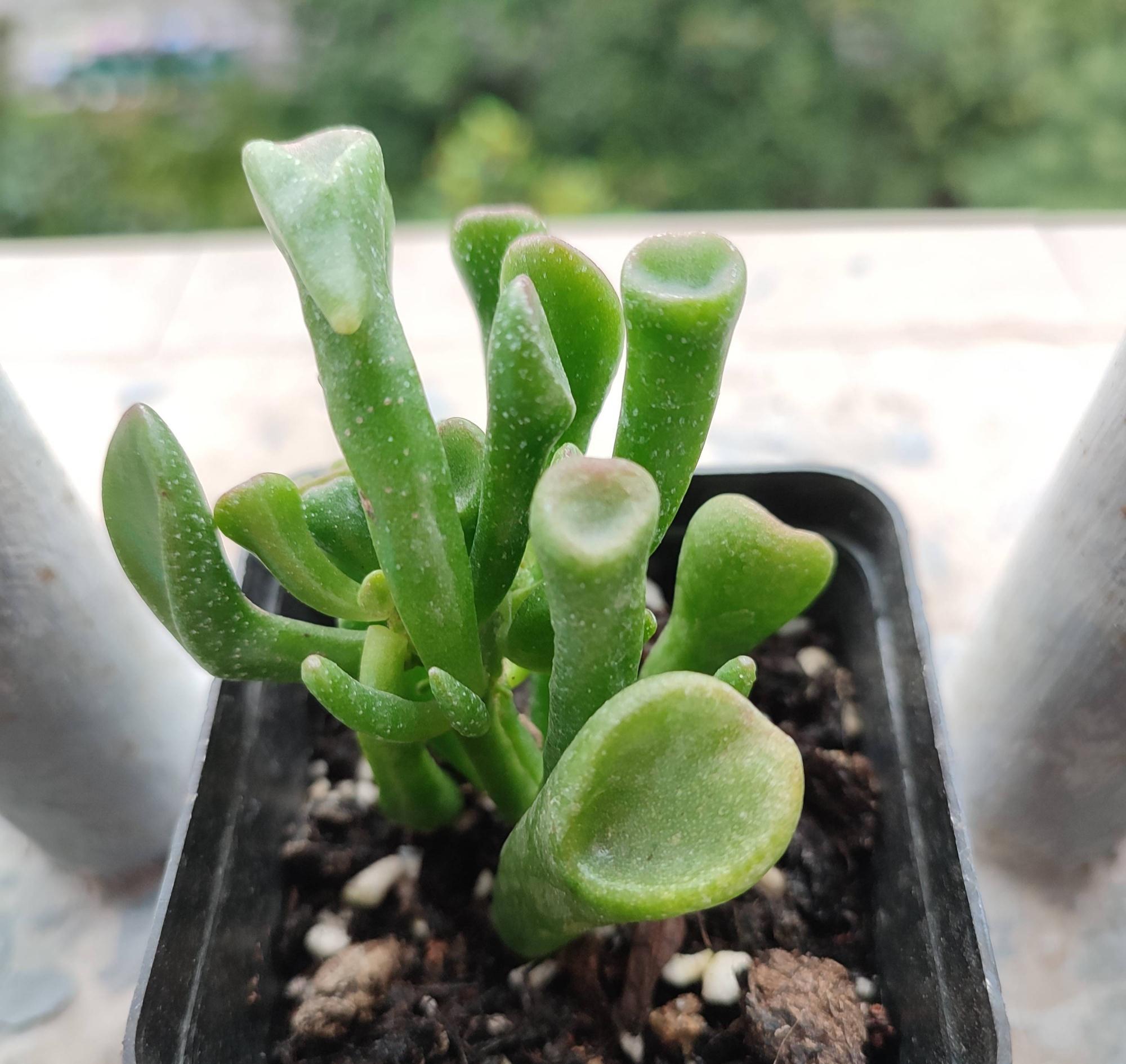 繁茂|吸财树怎么养?简单3步,枝叶繁茂、颜色漂亮、变成茁壮的老桩