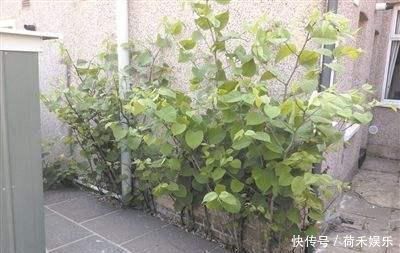 此植物引入英国后,造成灾难,想铲除都难,而在国内却是香饽饽