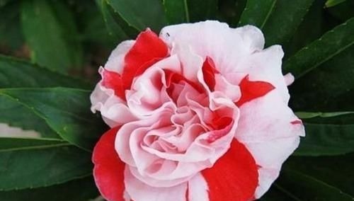 4种花养阳台,浇点水就疯长,开成花海,比吊兰好养,花色娇艳