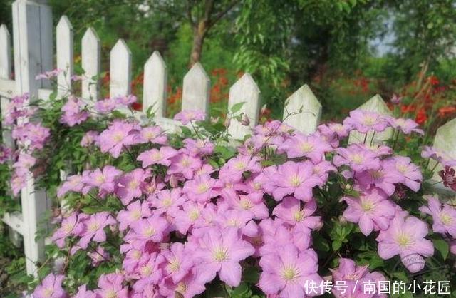  简直|家里养了这些花，简直美哭了