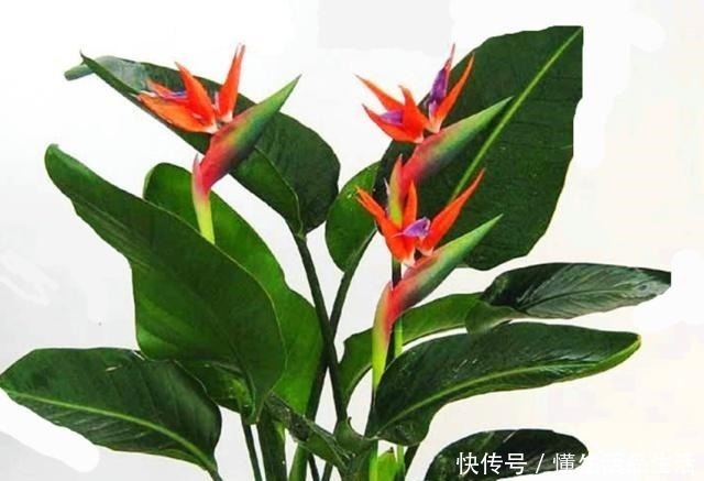 风信子|世界上最美的十种盆栽花卉,每种都精美无比,总有一盆适合你!