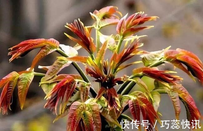 香椿|高血脂不能吃土豆?医生提醒:一旦血脂偏高,这3种素食也要忌口