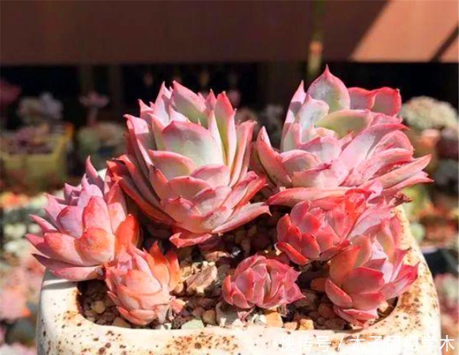 多肉中的“清纯女王”,清秀优雅养护简单,做好5要点,晶莹剔透