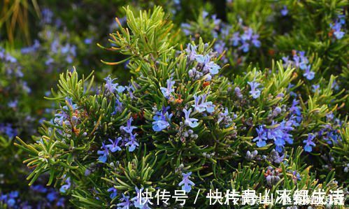 花卉|蚊虫不喜欢这种花,现在养养一盆,夏天连蚊香钱都省了