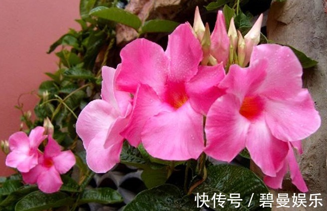 沾水能生根的花,用水“诱根”生根快,晒一晒轻松开花爆盆