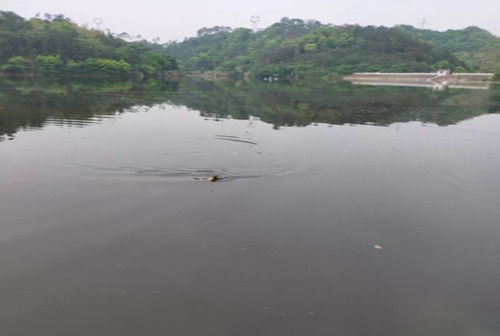 同样钓鱼别人连杆,你却次次抬杆不中鱼,你懂看漂抓口的技巧吗