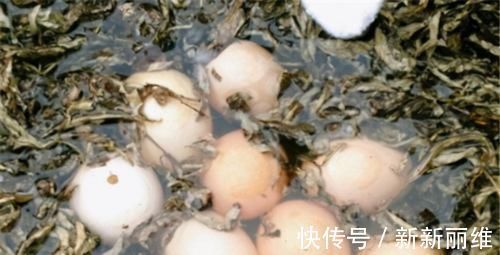 食物|人到中年想长寿，不妨坚持吃3种食物，健脾养胃，增强免疫力