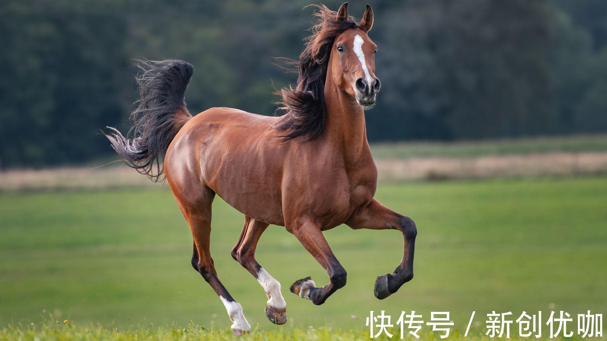 生肖牛|8月，吉星眷顾，霉运清零，事业崛起，人生发达的3个生肖