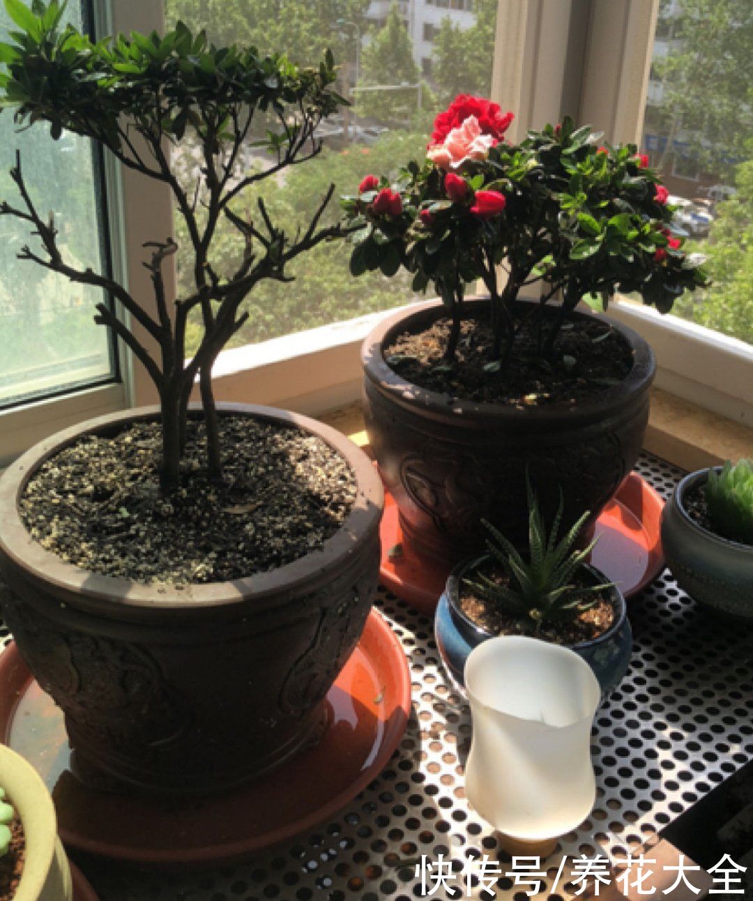 天热|养花换个方法,长得更旺,养花杀手必看