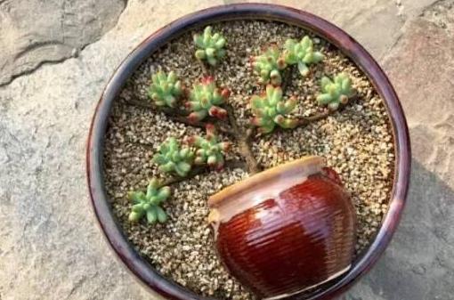 盆栽多肉该如何浇水牢记4个小窍门，花根少受负面影响