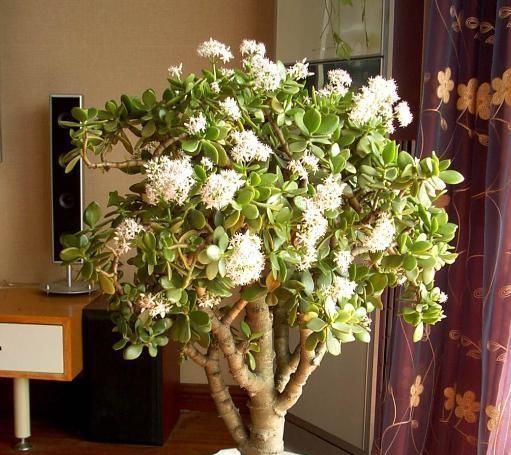 客厅养上4种花，好养又大气，叶片四季翠绿，还能净化空气