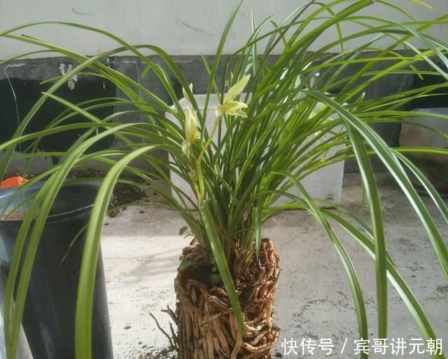 层叠群花|给兰浇水,做好这“三配合”,不烂根不空根,开出层叠群花