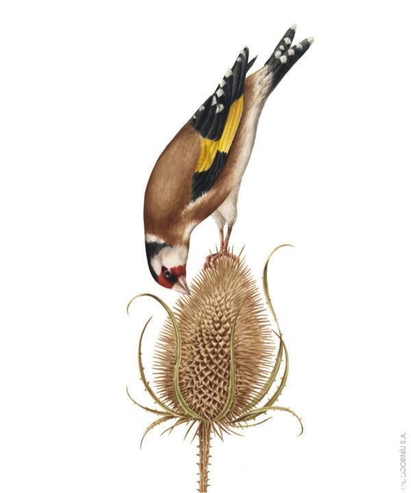 花卉#一位全职妈妈喜欢疯狂画画,教你画水彩花卉