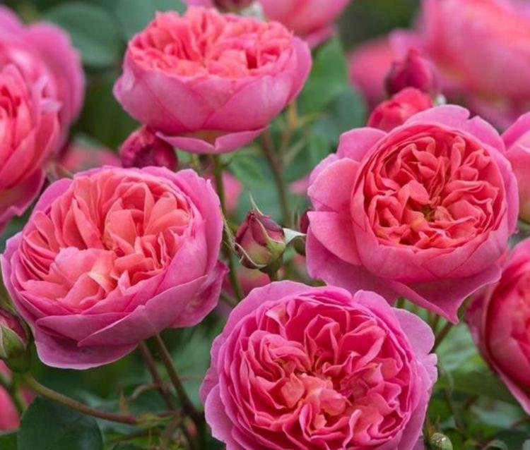 家养几款花卉,娇小不占地,漂亮又好养,对待新手很友好