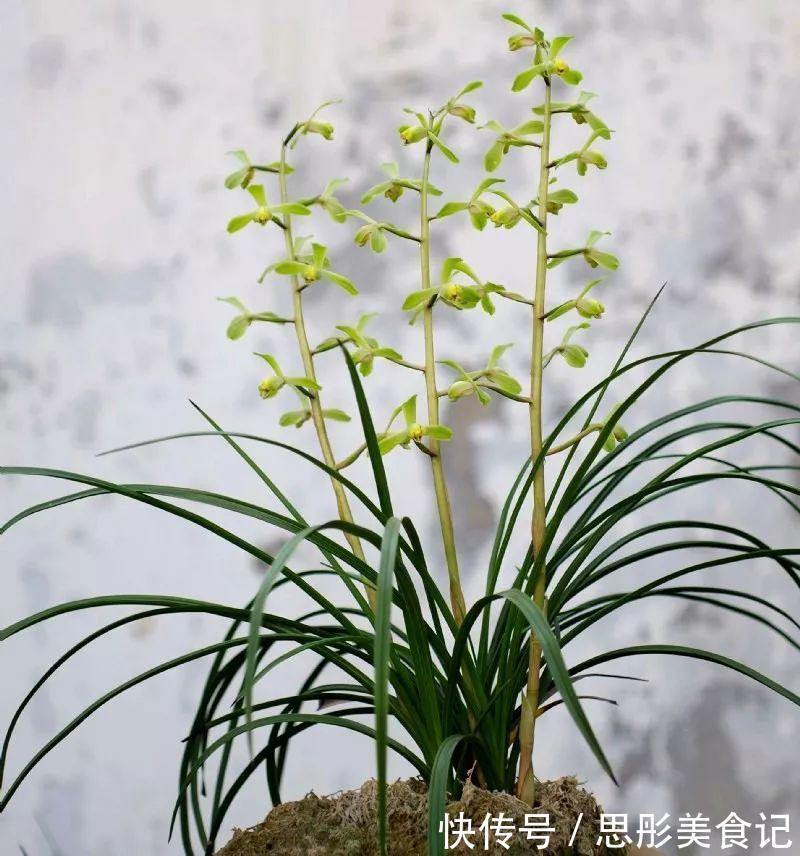 8种“富贵花”自带好运,花大优美,能养几十年,能值很多钱