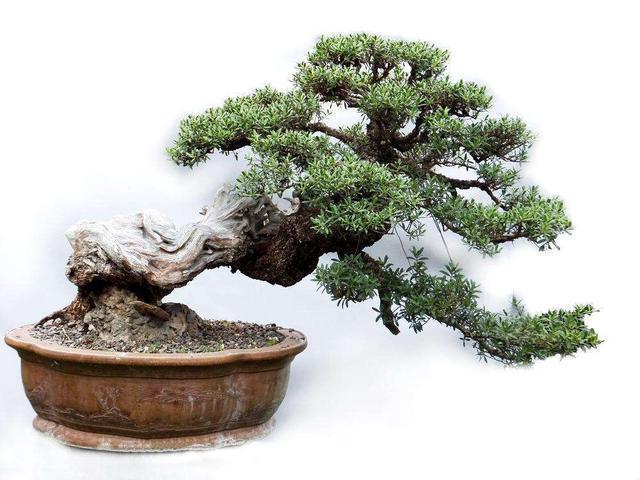 采摘|这盆景价值高,被人戏称“夺命芙蓉”,十分珍贵,树形最亮眼!