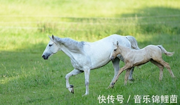 赚钱|生肖马在几月有望成功？领悟力高，赚钱激增，事事逢凶化吉