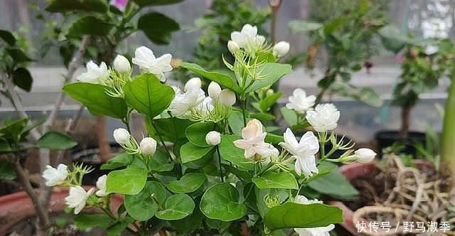 酸性物质|养茉莉花,做好“2点”,浇水跟上,四季不断长,开花就爆盆
